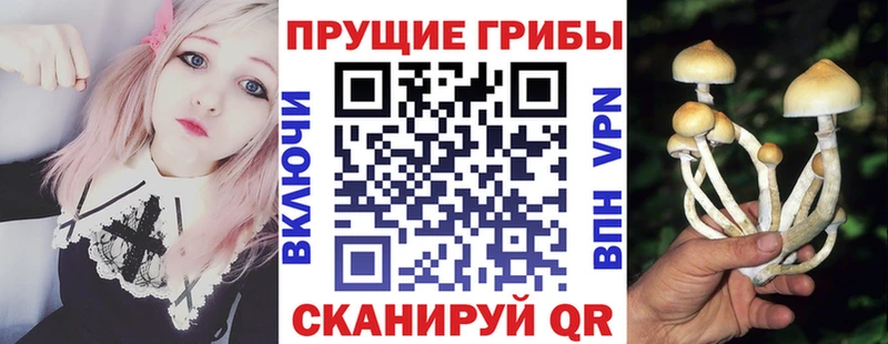 Псилоцибиновые грибы MAGIC MUSHROOMS  магазин продажи наркотиков  Гдов 